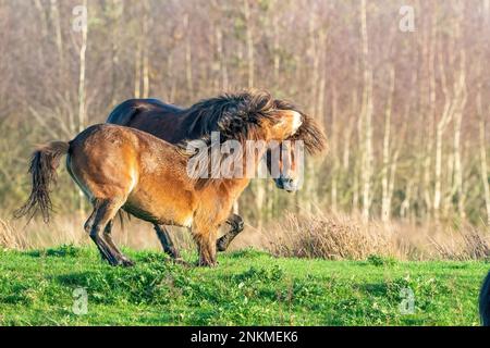 Due pony exmoor bruni combattenti, contro una foresta e lo sfondo di canne. Mordente, aring e colpire. colori autunnali in inverno. Messa a fuoco selettiva Foto Stock