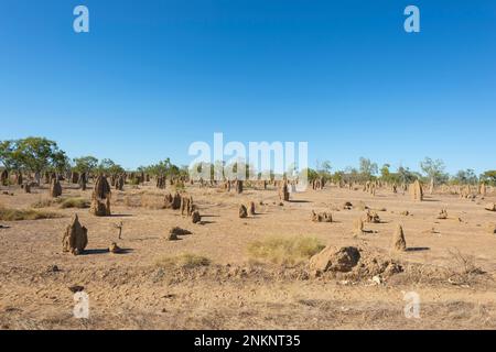 Vista dei tumuli di termite nell'Outback vicino a Normanton, Gulf Savannah, Queensland, QLD, Australia Foto Stock