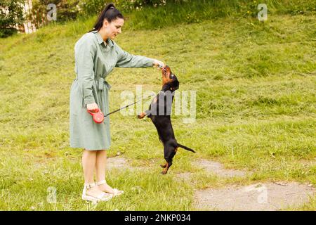 dachshund cane salto per un bastone su un campo con erba verde. donna giocare con il suo cane Foto Stock