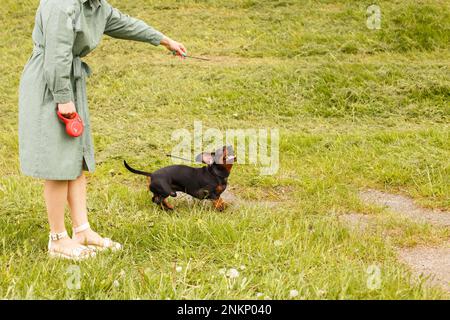 dachshund cane salto per un bastone su un campo con erba verde. donna giocare con il suo cane Foto Stock