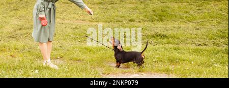 dachshund cane salto per un bastone su un campo con erba verde. donna giocare con il suo cane. banner . Foto Stock