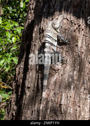 Una iguanna blu si crogiolava al sole dal tronco di un albero in Costa Rica Foto Stock