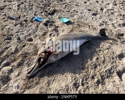 Delfino morto sulla spiaggia. Inquinamento marino e costiero. Distruzione ambientale. Foto Stock