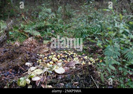 Impilare con mele danneggiate. Giardino e spreco di cibo, compost. Mucchio di mele marcio sul terreno in natura che decompone le mele nella foresta Foto Stock