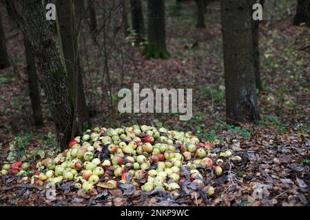 Impilare con mele danneggiate. Giardino e spreco di cibo, compost. Mucchio di mele marcio sul terreno in natura che decompone le mele nella foresta Foto Stock