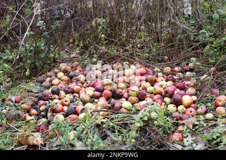 Impilare con mele danneggiate. Giardino e spreco di cibo, compost. Mucchio di mele marcio sul terreno in natura che decompone le mele nella foresta Foto Stock