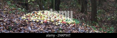 Impilare con mele danneggiate. Giardino e spreco di cibo, compost. Mucchio di mele marcio sul terreno in natura che decompone le mele nella foresta Foto Stock
