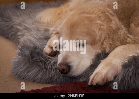 Dormiente riprovatore, 13 anni Foto Stock