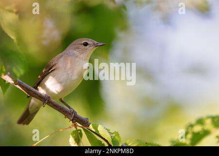 Garden Warbler (Sylvia borin) seduto su un ramo in primavera. Foto Stock