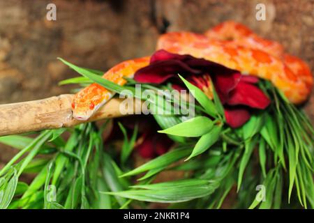 Foto integrale di un serpente di mais rosso arancio giacente su un ramo, fotografato in un terrario. Foto Stock