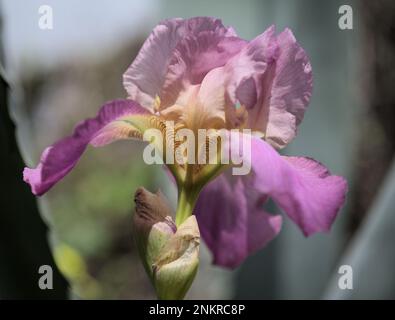 Bel pastello lilla iris fiore macro sfondo floreale naturale Foto Stock