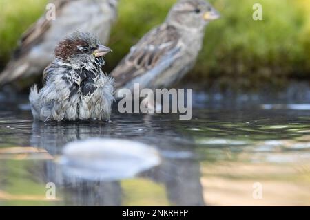 sparrow, Passer domesticus. un giovane passero sta facendo il bagno Foto Stock