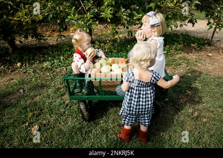 Tre ragazze che mangiano mele appena raccolte in frutteto Foto Stock