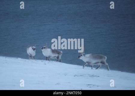 Longyearbyen, Norvegia. 23rd Feb, 2023. Renne di Svalbard (Rangifer tarandus platyrhynchus, nome inglese renne di Svalbard) stanno nella neve vicino Longyearbyen sul fiordo di ghiaccio. Presenti esclusivamente sull'arcipelago di Spitsbergen, sono sottospecie di renna. Credit: Steffen Trumpf/dpa/Alamy Live News Foto Stock