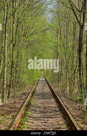 Meraviglia della natura - vero tunnel d'amore, alberi verdi e la ferrovia, Ucraina. Foto Stock