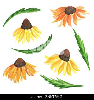 Acquerello disegnato a mano echinacea fiori e foglie. Una piccola parte del grande giardino DEGLI UCCELLI set Foto Stock
