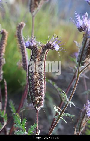 Lacy Phacelia, Phacelia tanacetifolia, chiamato anche Fiddleneck, Lacy scorpion-weed o tansy viola, fiore selvatico dalla Finlandia Foto Stock