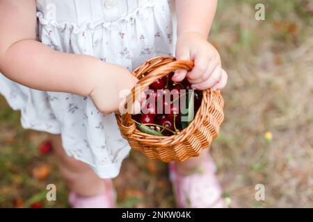 Cestino con ciliegie mature nelle mani del bambino. Raccolta in estate. Alimentazione sana e sviluppo dei bambini. Foto Stock