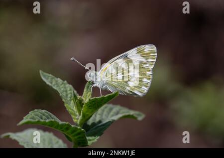 Farfalla grande su foglia verde, bagno orientale Bianco, Pontia edusa Foto Stock