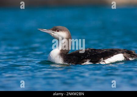 Grande uccelli acquatici nel suo habitat naturale, Loon nero, Gavia artica Foto Stock