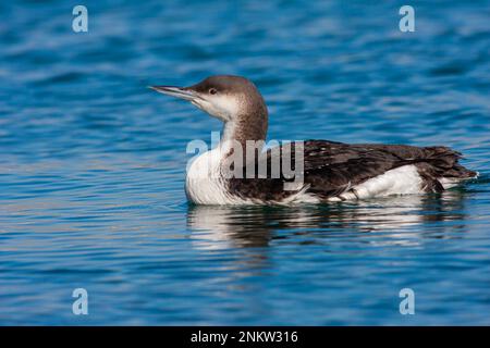 Grande uccelli acquatici nel suo habitat naturale, Loon nero, Gavia artica Foto Stock