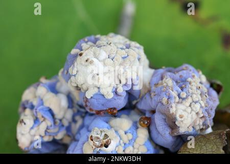 Monilinia fruttigena, un patogeno della pianta che causa la malattia di blossom del marciume bruno sulle prugne di damson, Prunus domestica subsp. insistitia Foto Stock