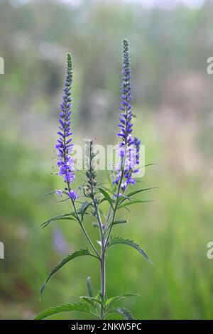 Speedwell a foglia lunga, Veronica longifolia, chiamata anche Garden speedwell, pianta di fioritura selvatica dalla Finlandia Foto Stock