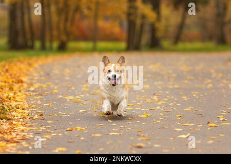 Carino corgi gallese pembroke cane che corre nel parco autunnale Foto Stock