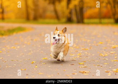 Carino corgi gallese pembroke cane con lingua fuori esecuzione nel parco autunnale Foto Stock