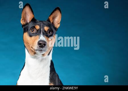 Primo piano ritratto del cane africano di razza basenji isolato su sfondo blu. Spazio di copia. Foto Stock