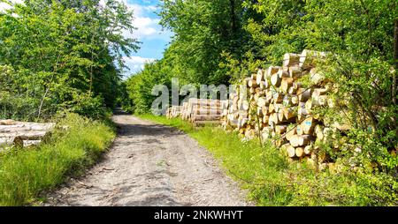 Wanderwege im Teutoburger Wald Foto Stock