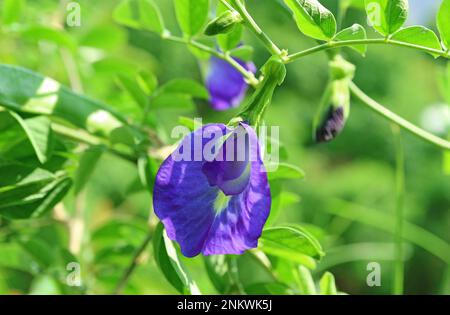 Primo piano di una splendida Pea di farfalle o fiore Aparajita con germogli che fioriscono alla luce del sole Foto Stock