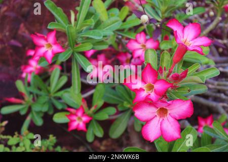Vibrante gradiente Rosa Desert Rose o Adenium obesum Fiori fiorire sull'albero Foto Stock