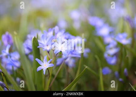 Glory-of-the-Snow, chiamato anche gigante blu, Scilla forbesei, fiore di primavera blu dalla Finlandia Foto Stock