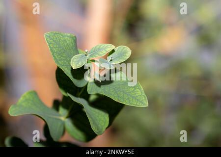 Giovani foglie di eucalipto su un ramo d'albero nel giardino primo piano, fuoco selettivo Foto Stock