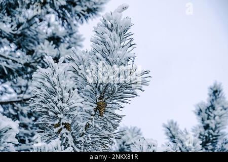 Sfondo, rami di pino innevati Foto Stock