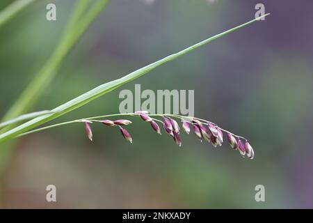 Melica nutans, comunemente noto come melice di montagna, pianta selvatica dalla Finlandia Foto Stock