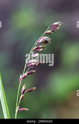 Melica nutans, comunemente noto come melice di montagna, pianta selvatica dalla Finlandia Foto Stock