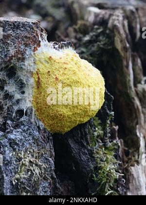 Fuligo septica, fango di una stampo noto come il cane vomito slime stampo, uova strapazzate slime o fiori di tan Foto Stock