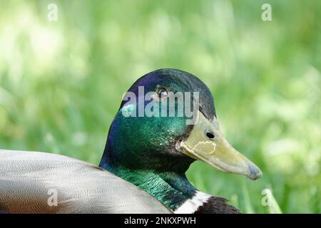 Particolare di anatra maschio solista seduta su erba verde e guardando nella fotocamera. Testa verde di anatra di mallardo in habitat naturale. Foto Stock