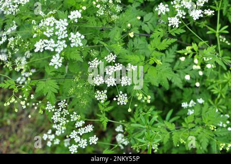 Il temulum di chaerophyllum della pianta velenosa si sviluppa nel selvaggio Foto Stock