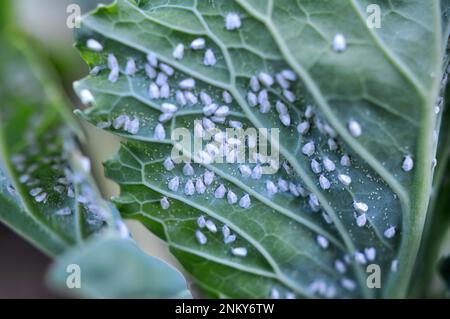 Farfalla molto nociva bianca (Aleyrodes proletella) sulla pianta Foto Stock