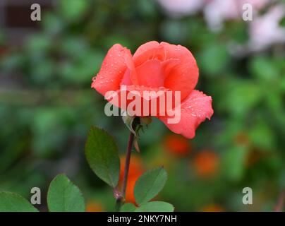 Le rose fioriscono nel giardino d'estate. Foto Stock