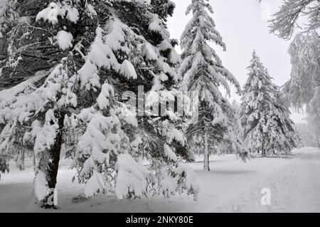 Paesaggio invernale dopo la prima nevicata Foto Stock