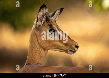 Primo piano del giovane impala comune girando testa Foto Stock