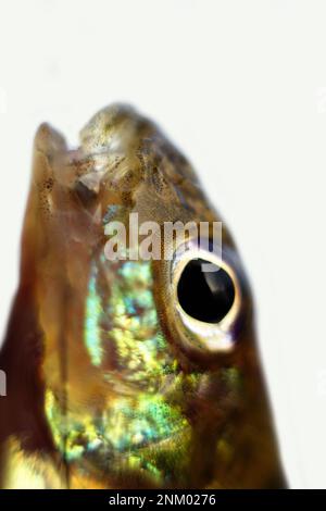 Ruffe eurasiatica nota anche come ruffe o papa. Macro fotografia pesci di fiume. Profondità di campo estremamente ridotta, messa a fuoco morbida Foto Stock