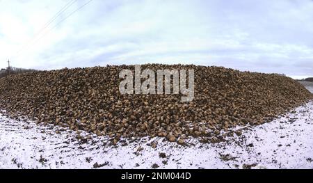 Coltivazione della barbabietola da zucchero, olericoltura. Raccolto di radice è raccolto prima delle gelate e raccolto in mazzo di deposito (banca esterna), deposito è befor intermedio s. Foto Stock