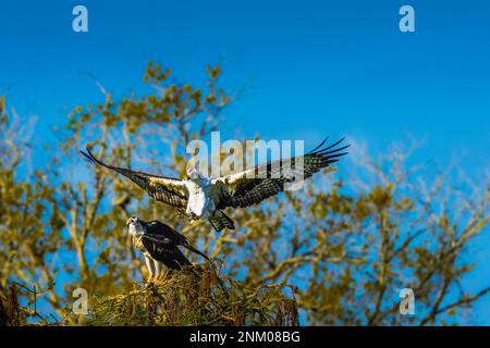 Osprey durante la stagione di matting Foto Stock