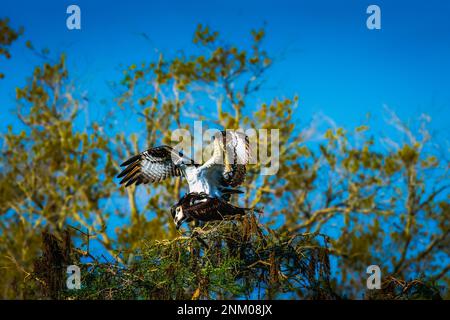 Osprey durante la stagione di matting Foto Stock