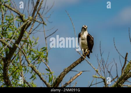 Osprey durante la stagione di matting Foto Stock